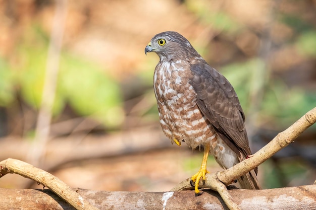 Image de Shikra Bird Accipiter badius sur une branche d'arbre sur fond de nature Animaux