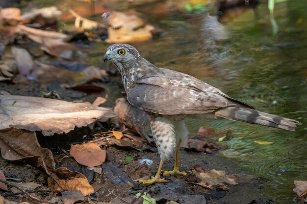 Image de Shikra Bird Accipiter badius sur fond de nature Animaux