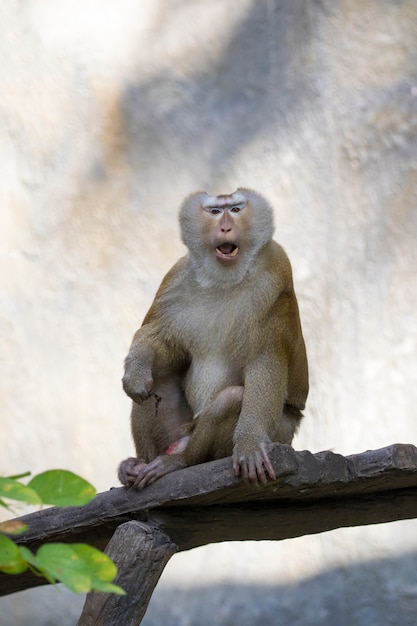 Image d'un singe rhésus brun sur la nature.