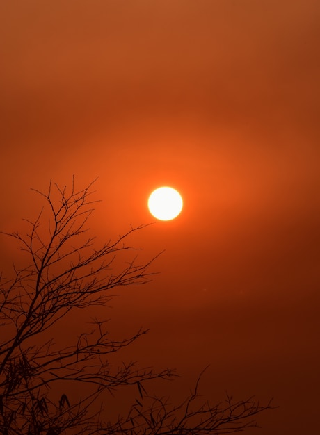 Photo image d'un soleil se couchant derrière une forêt dense suivie de montagnes