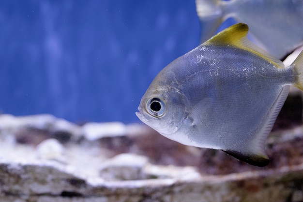 Image sous-marine de poissons dans la mer