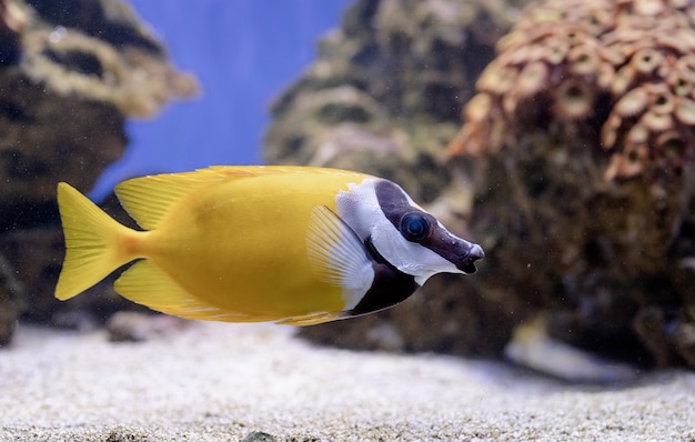 Image sous-marine de poissons dans la mer