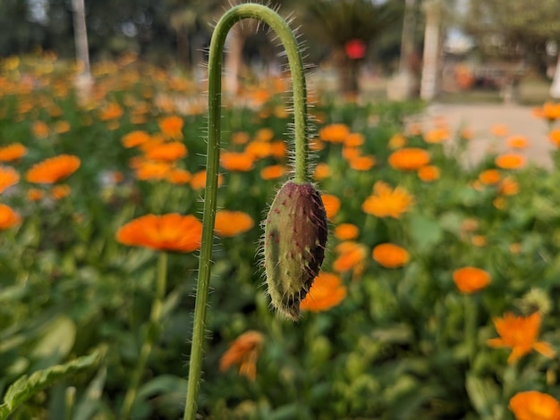 image de stock de bourgeon de tournesol