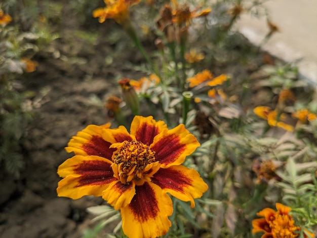 Image de stock de fleur