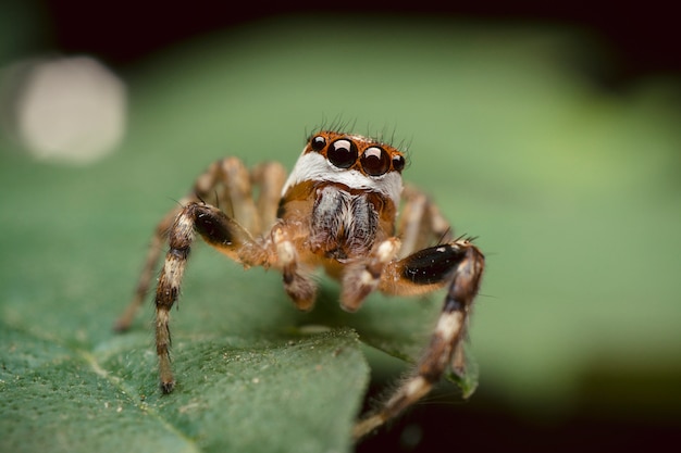 Image super macro de sauter araignée sur une feuille verte. fond diffocus.