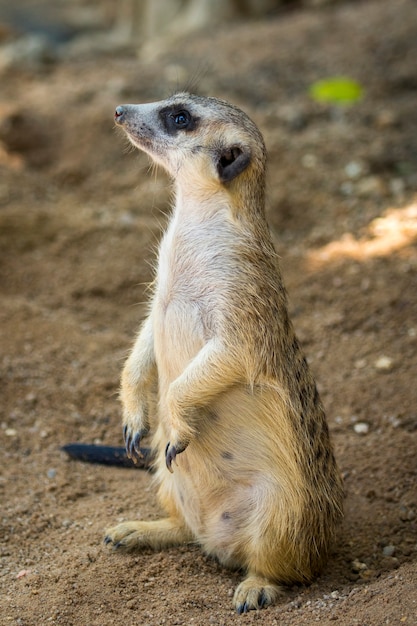 Image de suricate ou suricate sur fond de nature. Animaux sauvages.