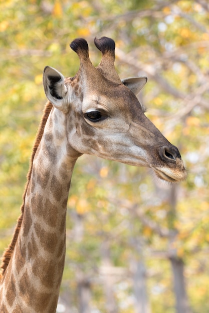 Image d'une tête de girafe sur la nature. Animaux sauvages.