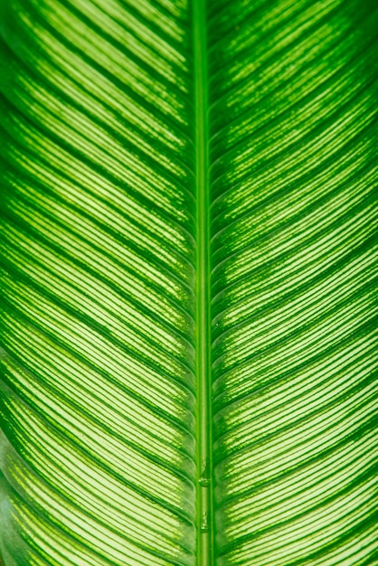 Photo image de texture de fond de feuille verte