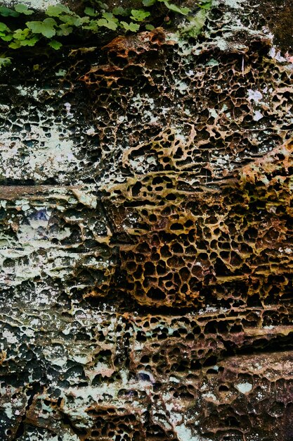Image de la texture de la pierre recouverte de lichen et de petits trous