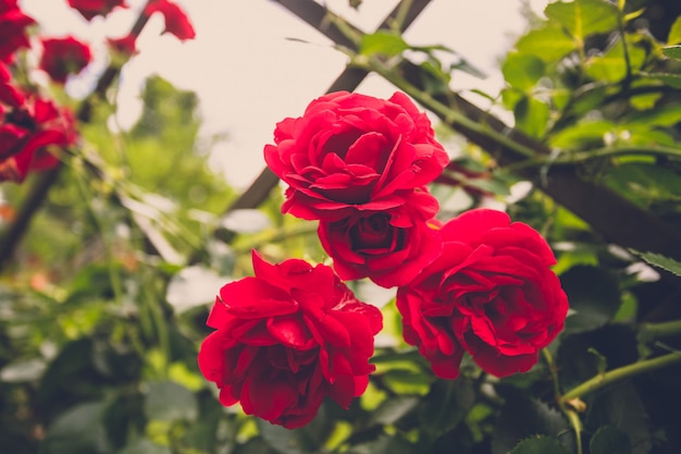 Image tonique de plan rapproché de belles roses rouges sur la barrière au jardin