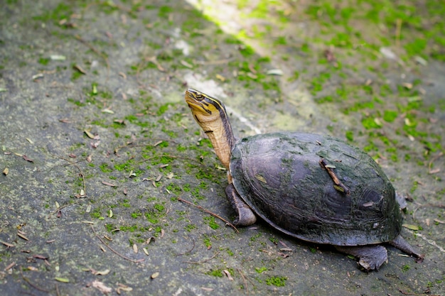 Image De La Tortue Du Temple à Tête Jaune Sur Fond De Nature. Reptile. Animaux.