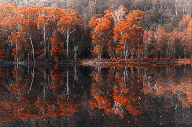 L'image tranquille d'un lac serein reflétant le feu génératif ai