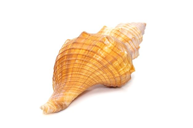 Image de Trapezium Horse Conch Striped Fox Conch seashell Pleuroploca trapezium. Coquillages