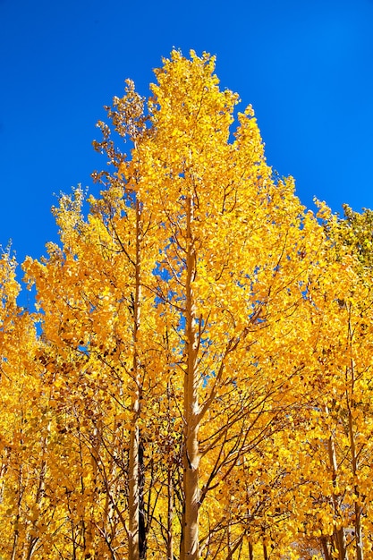 Image de trembles jaune d'or à l'automne avec un ciel bleu vif