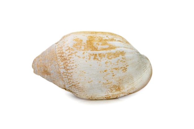 Image de très vieux coquillage blanc phalium granulatum animaux sous-marins coquillages