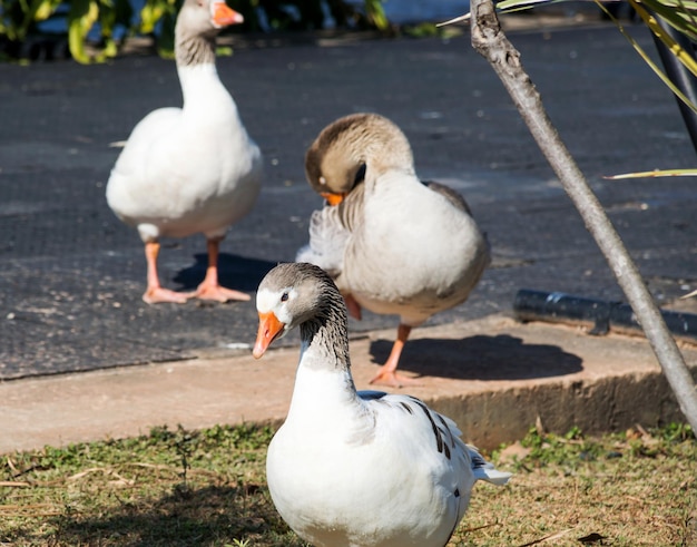 Image avec trois oies au soleil