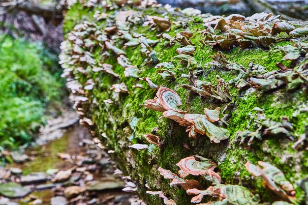 Image de tronc d'arbre tombé couvert de mousse et de champignon d'étagère