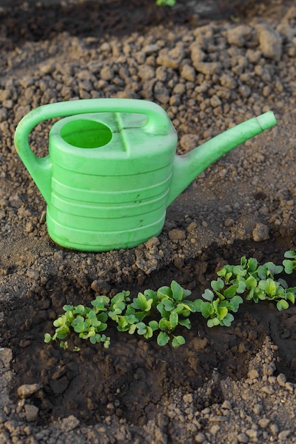 Image verticale d'un arrosoir vert et de jeunes plantes arrosées plantées dans le sol Concept de culture de l'agriculture alimentaire journée de la terre et jardinage