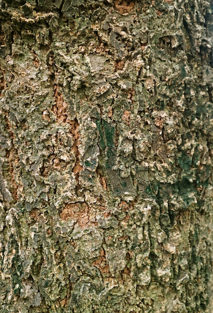 Image Verticale De L'écorce D'arbre Rugueux Patiné