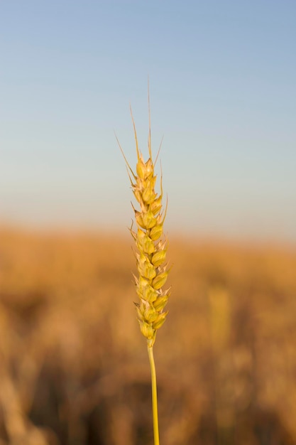 image verticale avec épi de blé dans un champ de blé doré