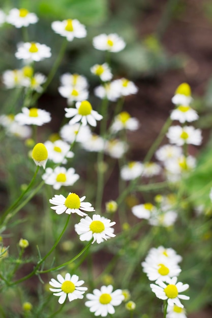 image verticale avec des marguerites en fleurs dans le jardin, mise au point sélective