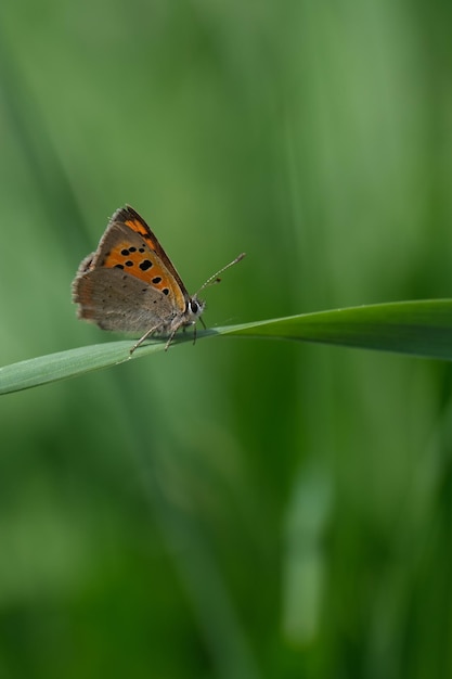 Image verticale d'un papillon de cuivre commun reposant sur un brin d'herbe