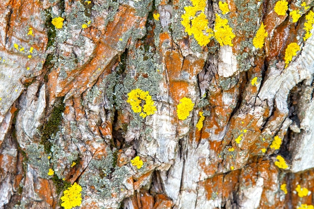 Image d'une vieille écorce d'arbre avec du lichen dessus