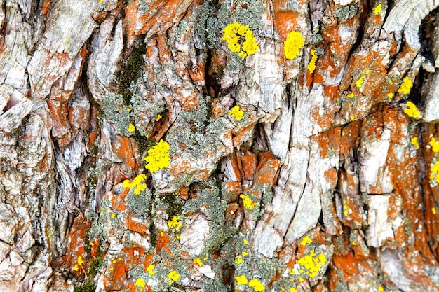 Image d'une vieille écorce d'arbre avec du lichen dessus