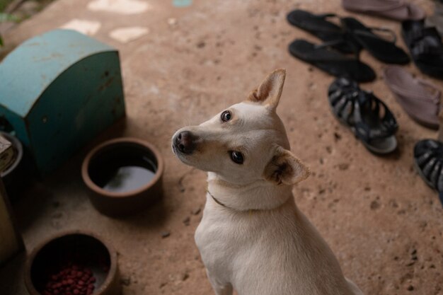 Image vue de dessus de chien de race blanche.