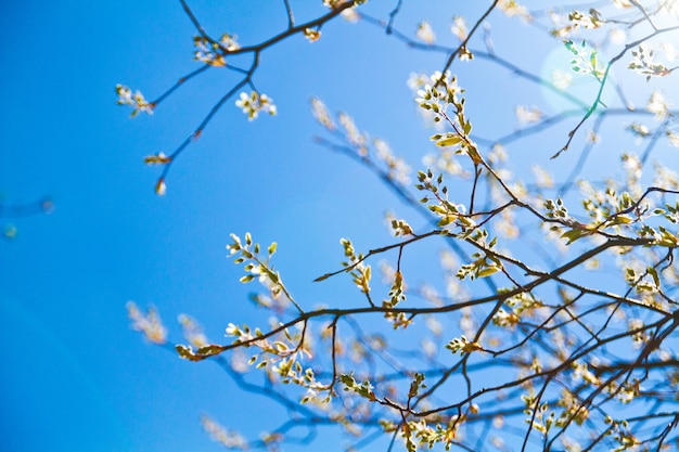 Image de vue paysage de feuilles vertes sur les branches contre un ciel bleu