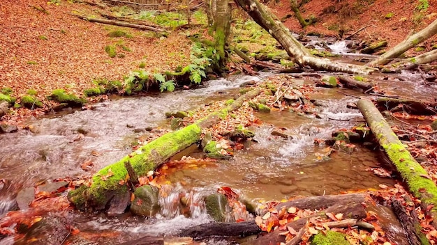 Images 4K d'un magnifique ruisseau de montagne dans le parc national de Shypit Karpat Couleurs d'automne lumineuses des feuilles tombant des arbres Préparation de la forêt pour la période hivernale Montagnes des Carpates Ukraine