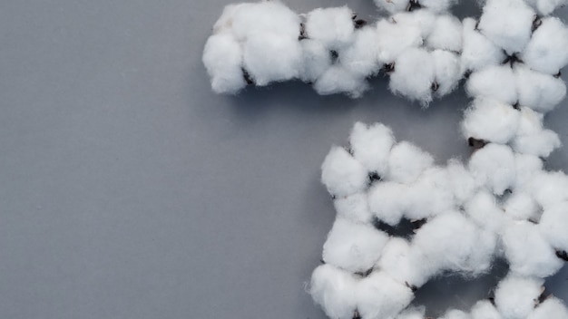 Images d'angle de vue de dessus de 100 coton biologique de Hollande ou des Pays-Bas qui sont des fleurs importées