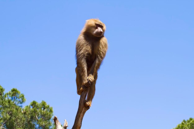 Photo des images captivantes de l'hamadryas ursinus dans son habitat naturel