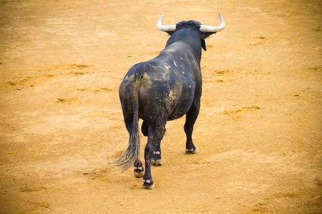 Images captivantes Ressentez l'excitation d'une corrida espagnole avec des images époustouflantes de taureaux