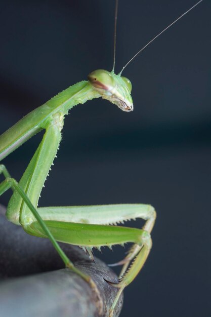 Images en gros plan de l'insecte mantis religiosa