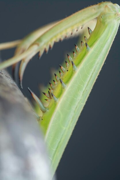 Images en gros plan de l'insecte mantis religiosa