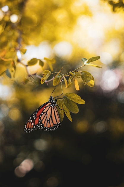 images avec des images de haute qualité de la nature et de la beauté avec des bâtiments et du ciel