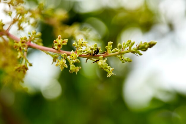 Images d&#39;un manguier en pleine floraison