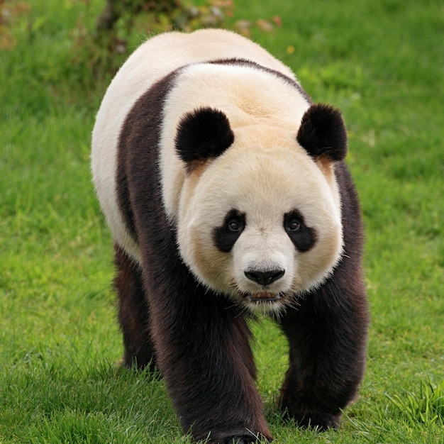 Photo images mignonnes de panda pour le papier peint