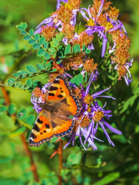 Imago lumineux Aglais urticae, petit papillon écaille sur une fleur d'automne, gros plan.