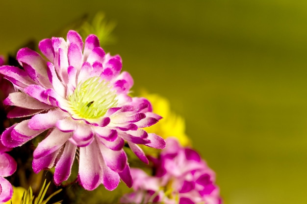 Imitation de fleur colorée belle fleur avec arrière-plan flou