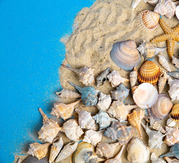 imitation de plage, coquillages et sable sur fond bleu