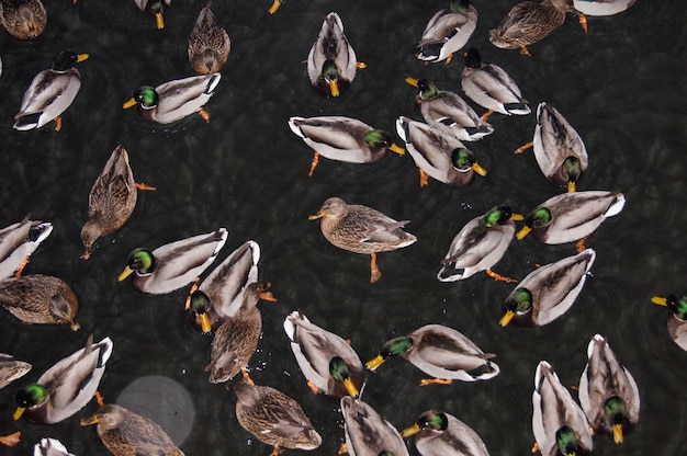 Photo immédiatement au-dessus, des canards nageant sur le lac.