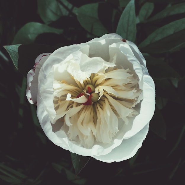 Immédiatement au-dessus de la photo d'une fleur blanche qui fleurit dans le parc