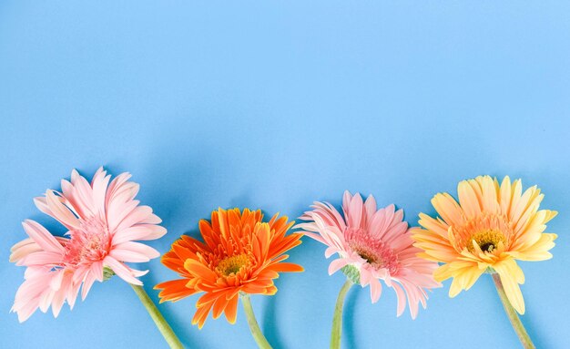 Immédiatement au-dessus de la photo de fleurs multicolores sur fond bleu