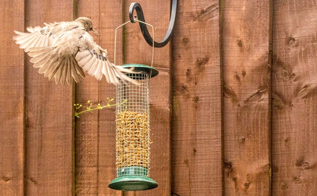 Photo immédiatement au-dessus de la photo de l'oiseau accroché au mur