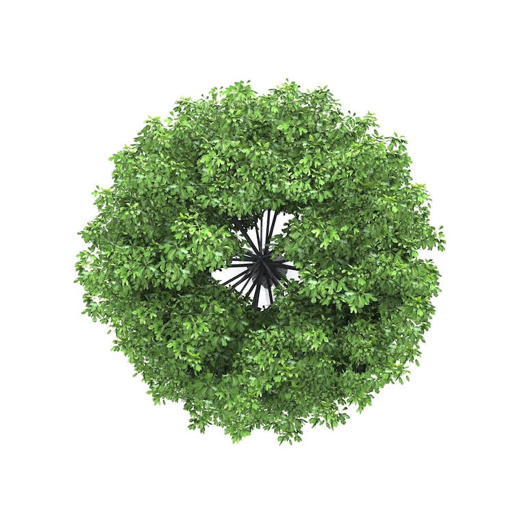 Photo immédiatement au-dessus de la photo d'une plante à fleurs sur fond blanc
