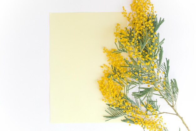 Photo immédiatement au-dessus de la photo d'une plante à fleurs jaunes sur un fond blanc