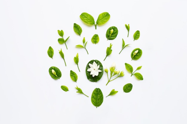 Immédiatement au-dessus de la prise de vue de la plante sur fond blanc