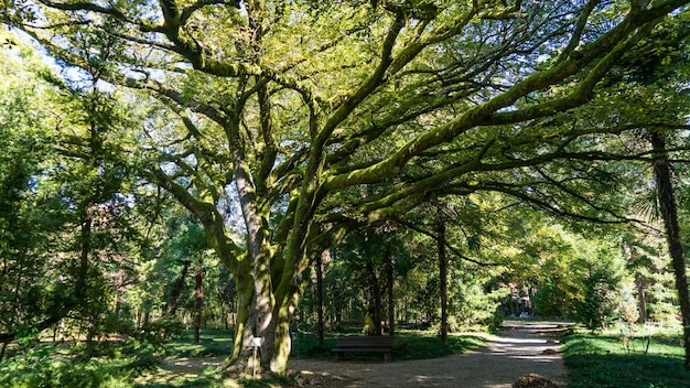 Immense arbre ancien recouvert de mousse au soleil, Arboretum à Sukhum, Abkhazie.